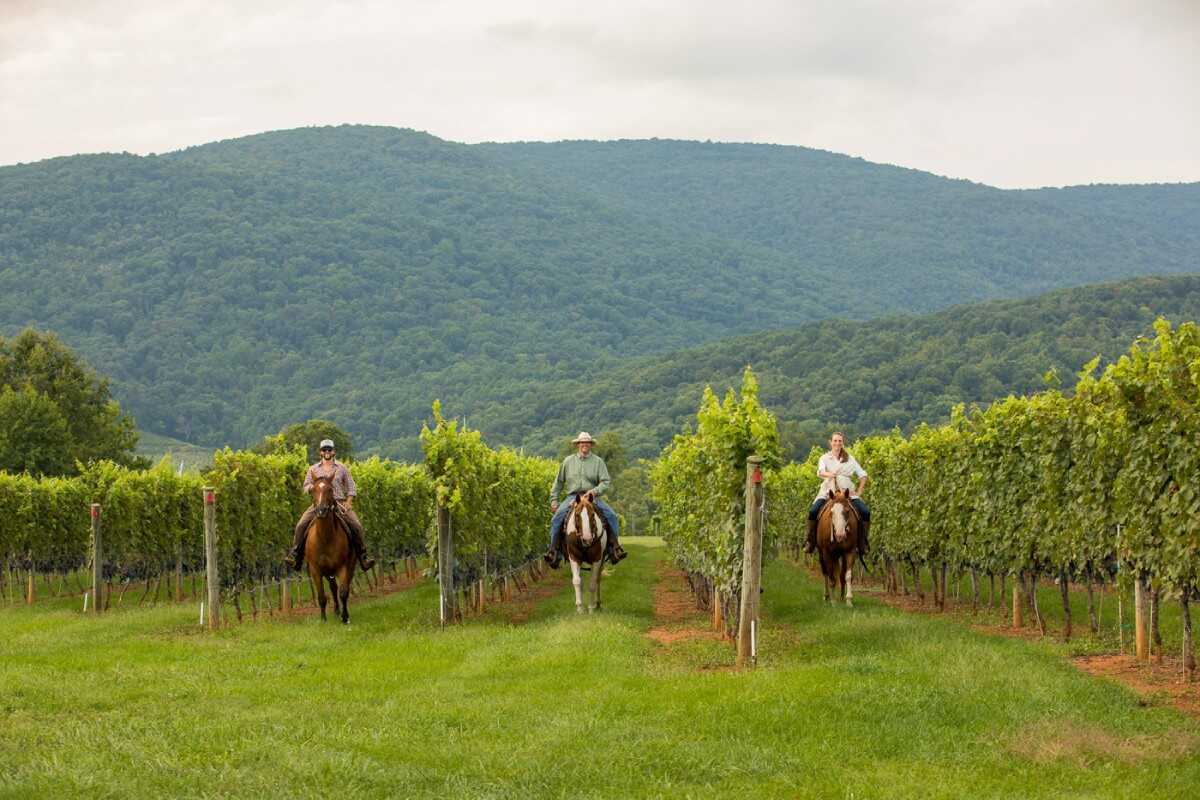 Three riders on horses standing in vineyard